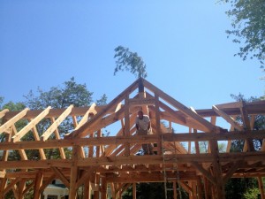All common rafters installed -- the frame is complete!